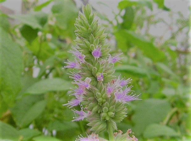 Eterisk Patchouliolja | Patchouli Oil