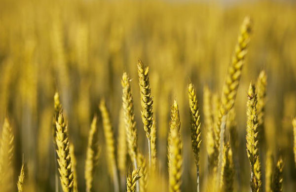 Vetegroddsolja | Wheat germ Oil