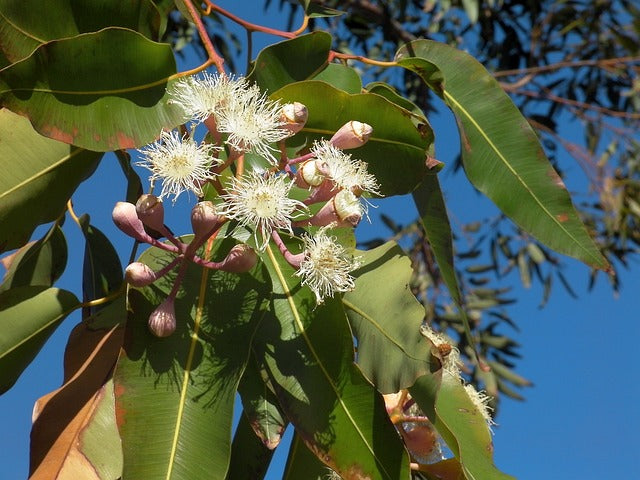 Eterisk Citroneukalyptus | Lemon Eucalyptus Oil