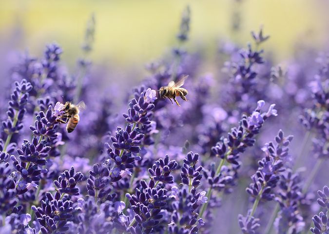 Hydrolat | Lavendel