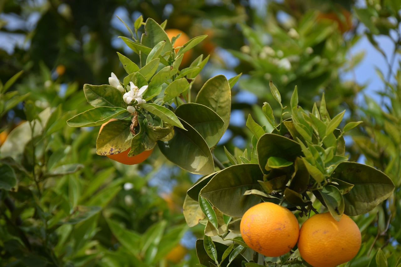 Eterisk Apelsinolja | Orange Oil