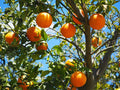 Eterisk Apelsinolja | Orange Oil
