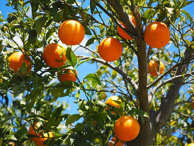 Eterisk Apelsinolja | Orange Oil