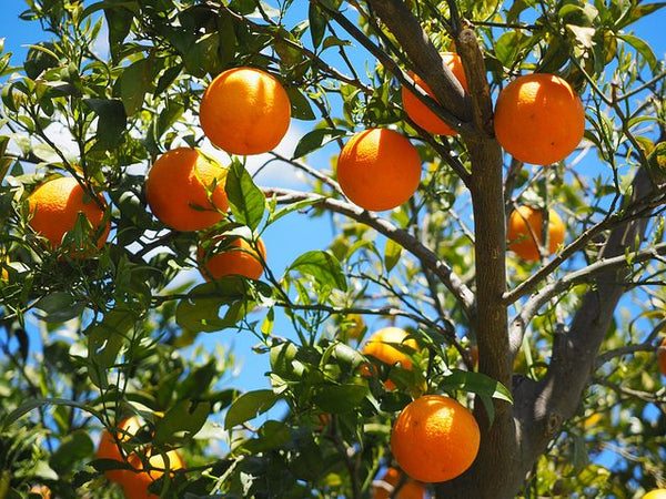Eterisk Apelsinolja | Orange Oil