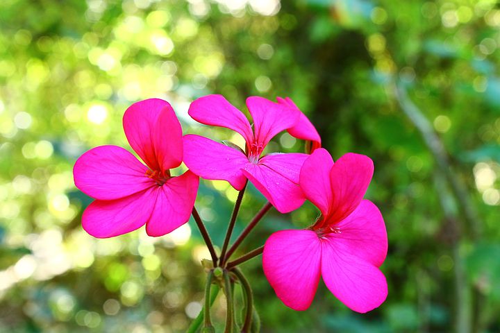 Eterisk Geranium Bourbon olja | Geranium Oil