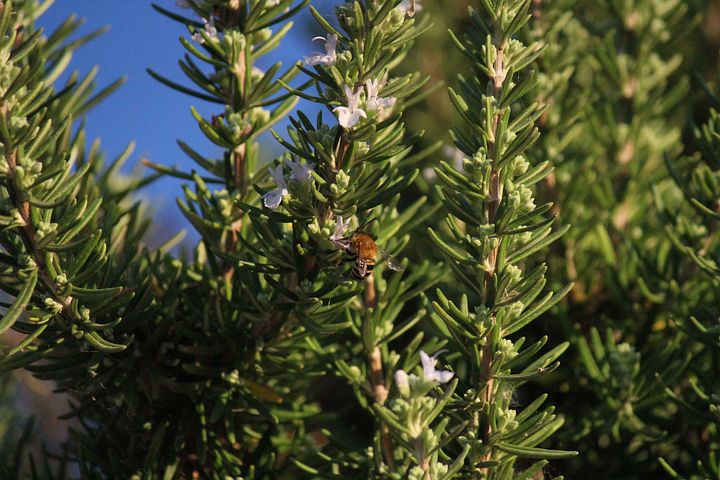Eterisk Rosmarinolja | Rosemary Oil