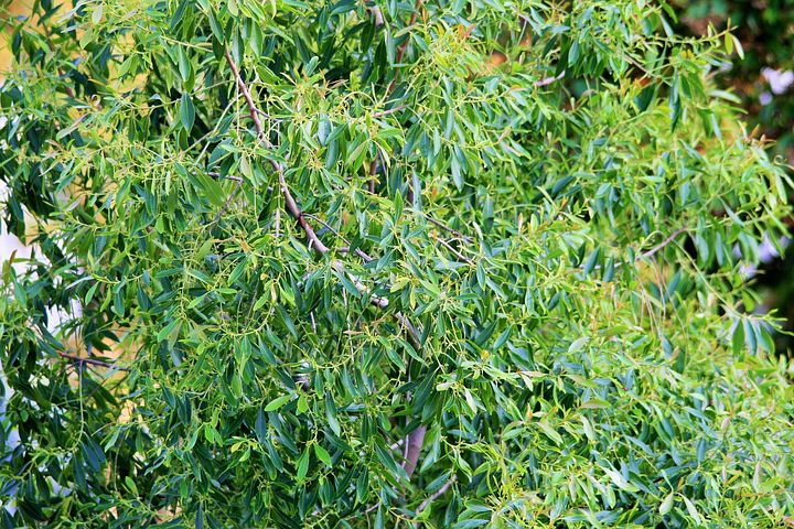 Eterisk Tea treeolja | Tea tree Oil