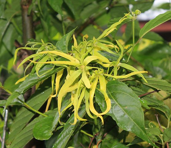 Eterisk Ylang-ylang III olja | Ylang-ylang III Oil