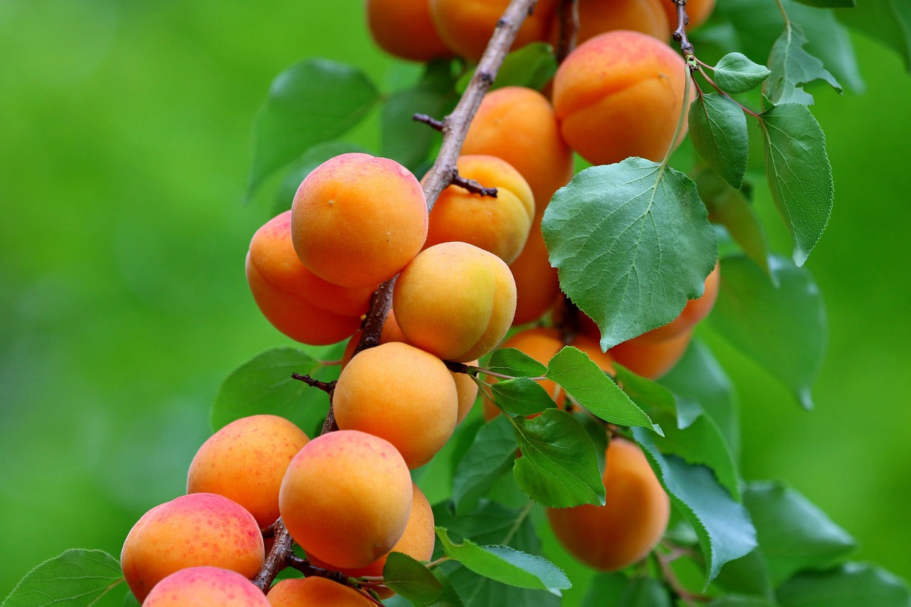 Aprikoskärnolja | Apricot seed Oil