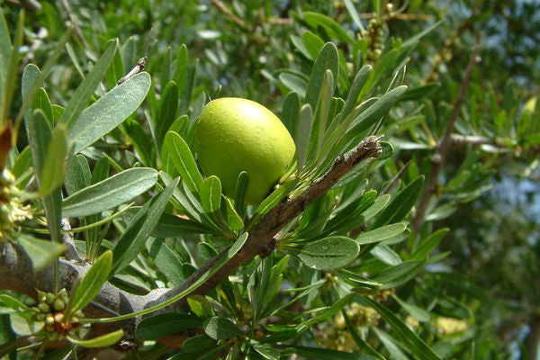 Arganolja | Argan Oil