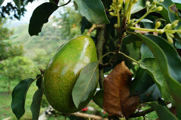 Avokadoolja | Avocado Oil