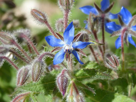 Gurkörtsolja | Borage Oil
