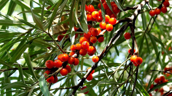 Havtornsolja | Buckthorn Oil