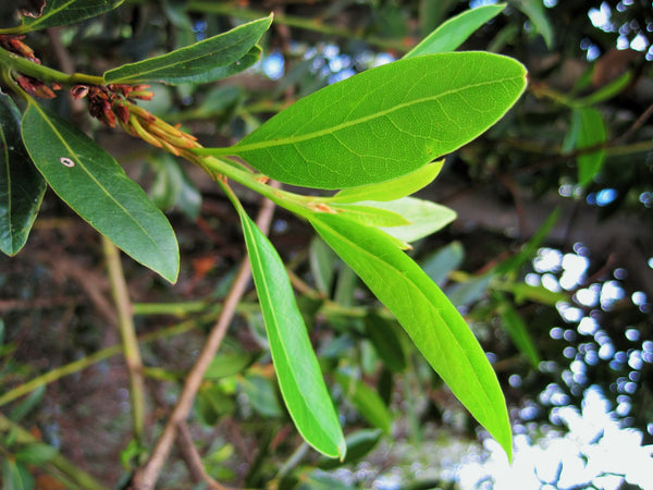 Hydrolat | Lagerblad