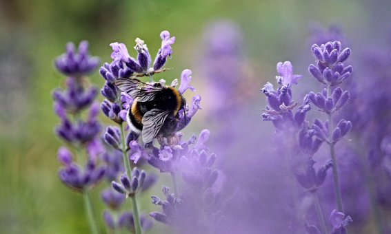 Eterisk Lavendelolja | Lavender Oil