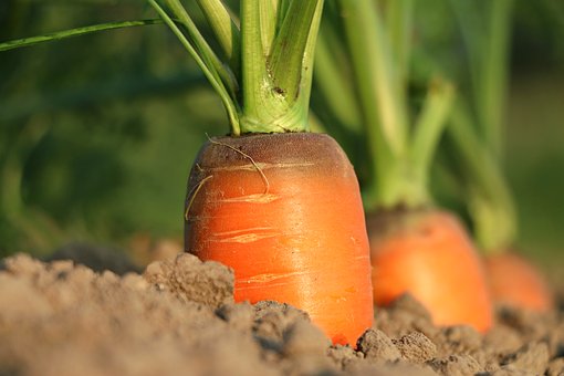 Morotsolja | Carrot Oil