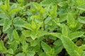 Hydrolat | Pepparmynta