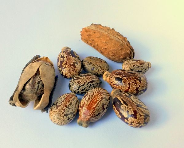 Ricinolja | Castor Oil
