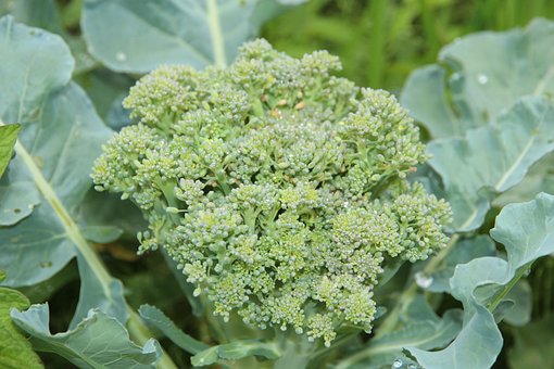 Broccoliolja | Broccoli seed Oil