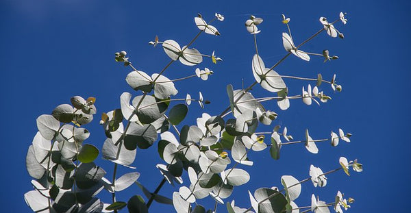 Hydrolat | Eukalyptus